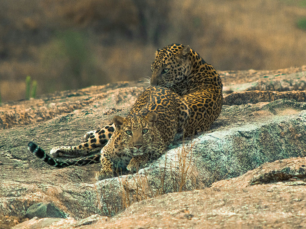Rabari shepherd at dusk in Jawai
