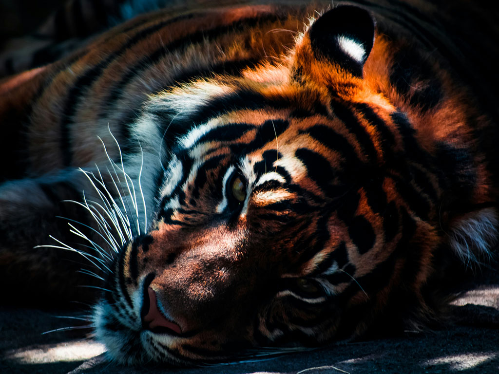Tigers at a forest lake