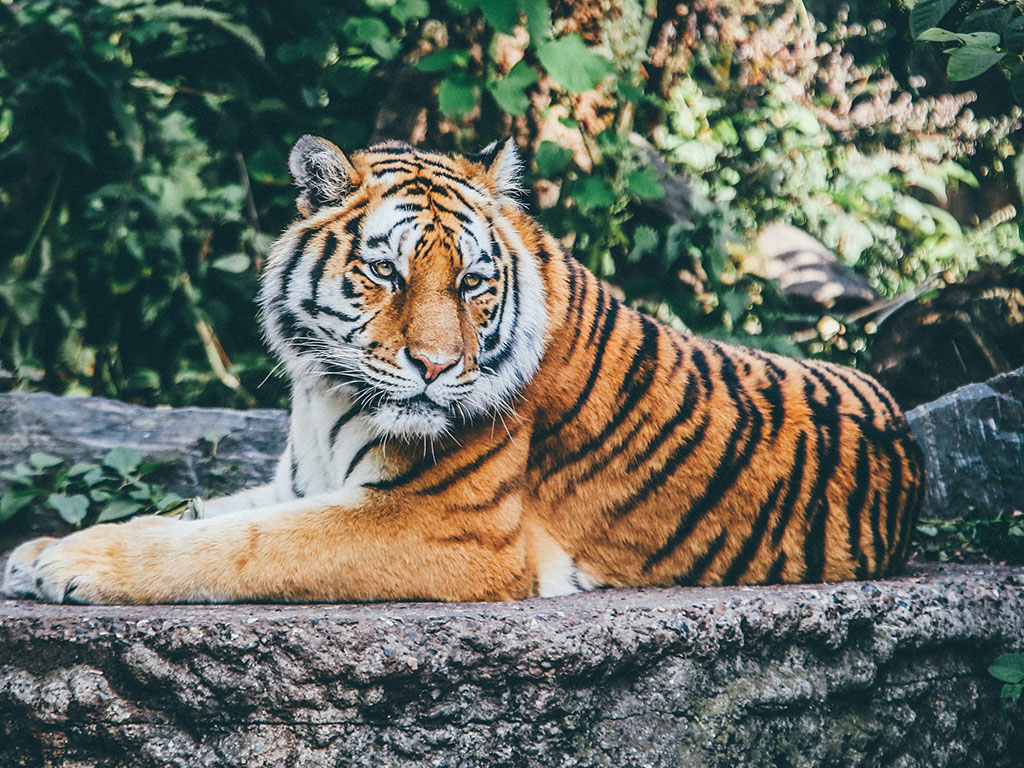 Tiger portrait in Ranthambore