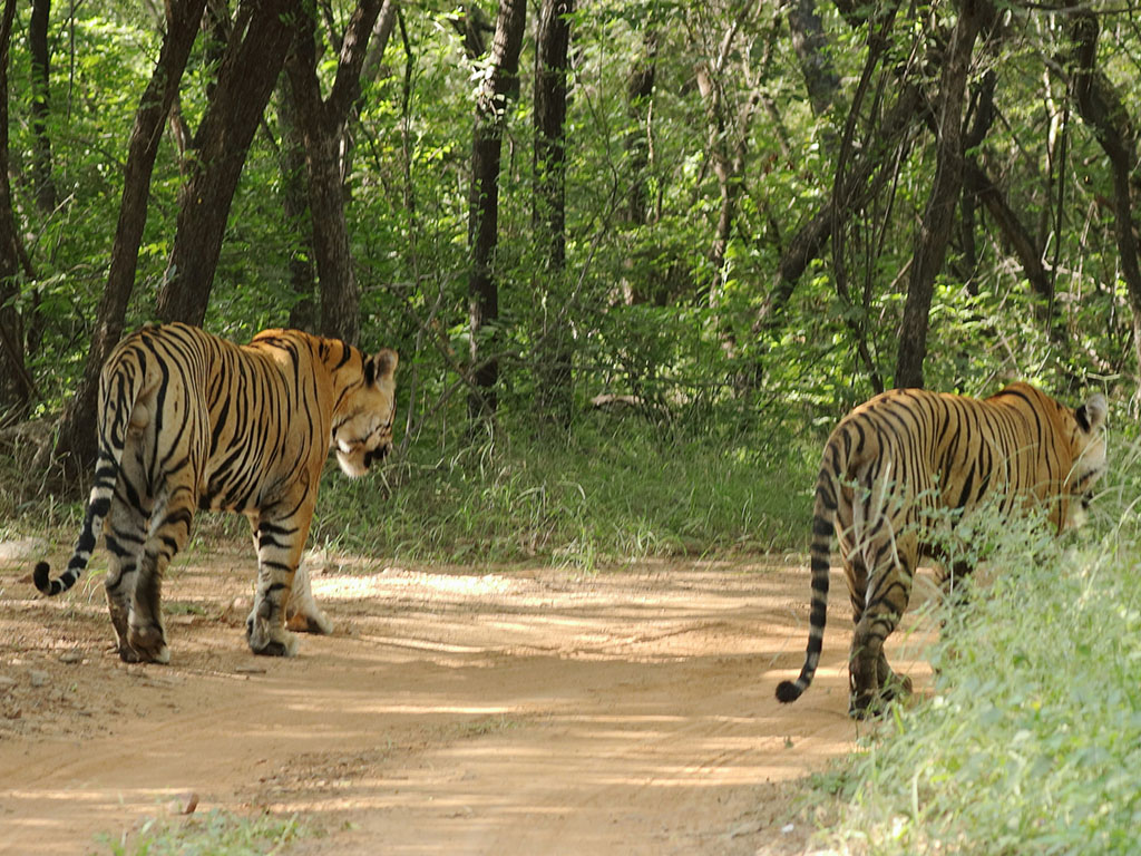 An early morning safari drive in Ranthambore