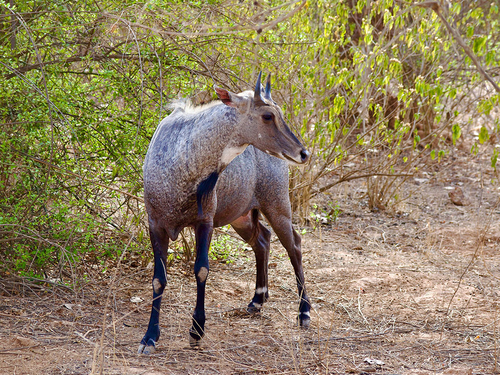 Rajasthan wildlife landscape